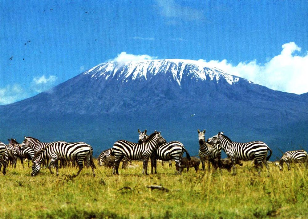 mount kilimanjaro zebra